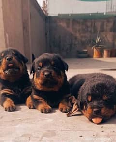 Rotweiller puppies