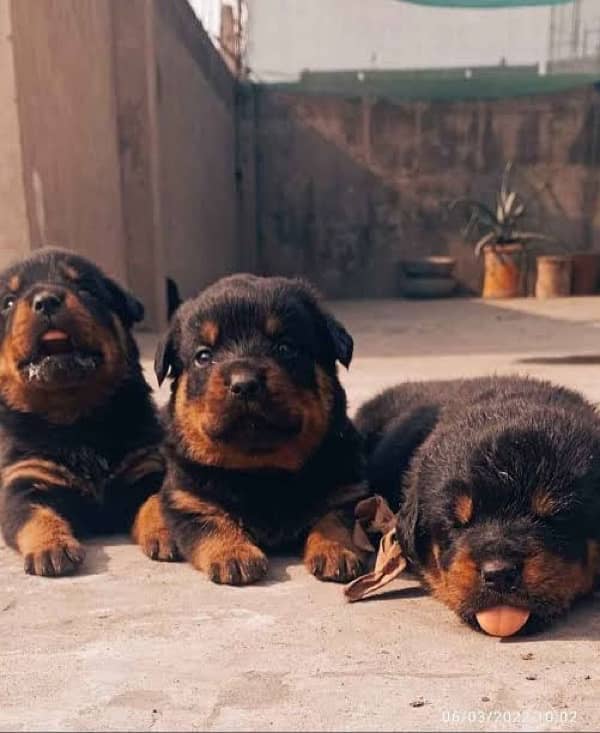 Rotweiller puppies 0