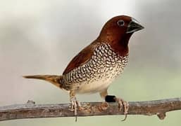 munia scaly breast finch available for sale in lahore 1500 pair