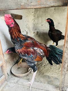 pure aseel home breed trio and heera pair