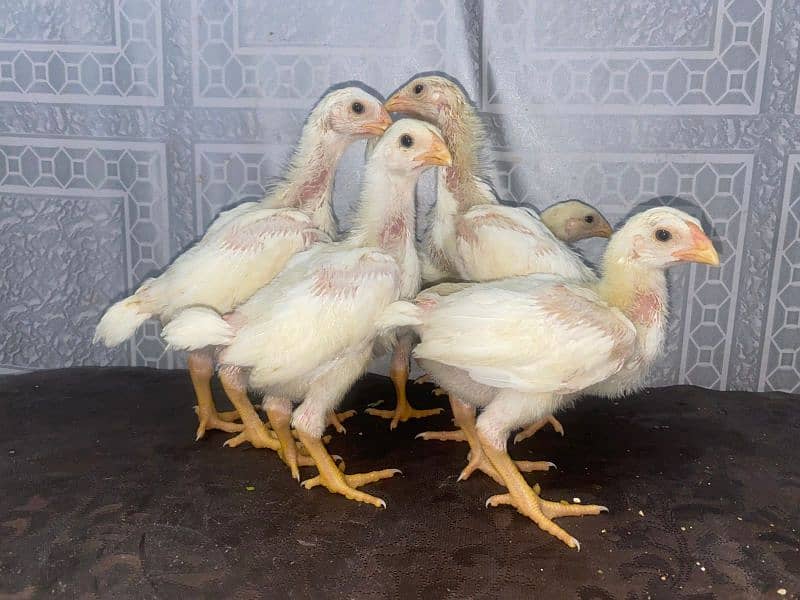 white o shamo chicks 0