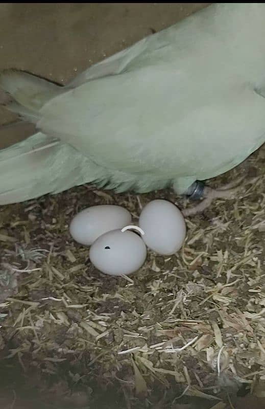 Ringneck white n cobalt female 4