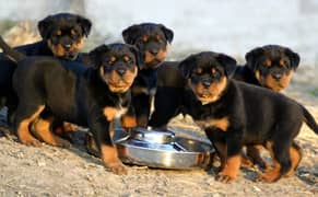 rottweiler puppies