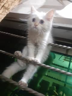 persian kitten for sale