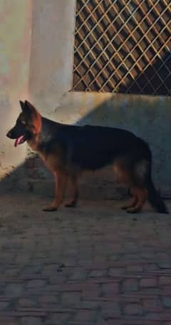 Female pure German shepherd double long coat