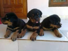 rottweiler puppies