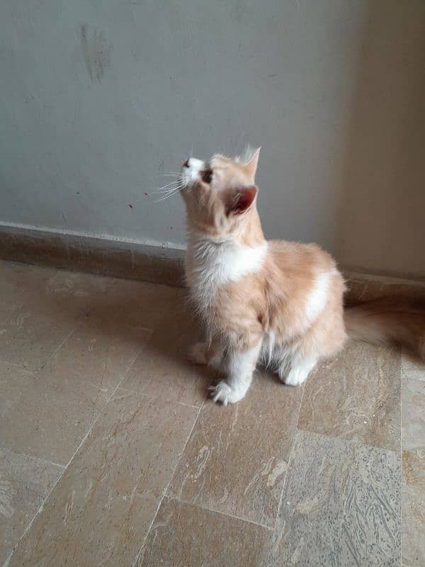 Persian Cat for Sale 2