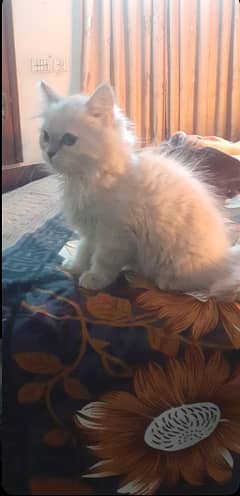 persian kitten for sale