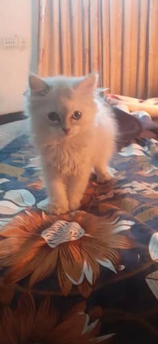 persian kitten for sale 1