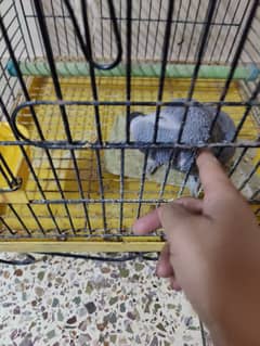 Grey Parrot 1 leg ka panja nhi ha