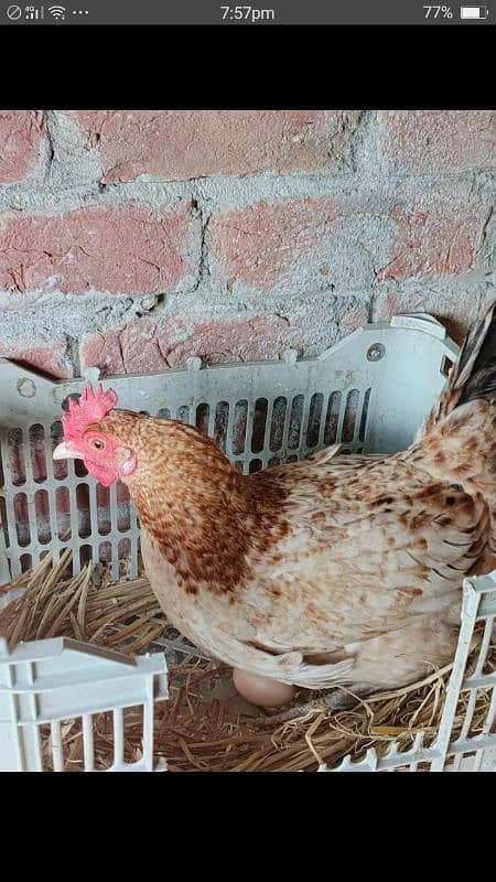 sale offer Egg laying hens total 50female and 7 male 7