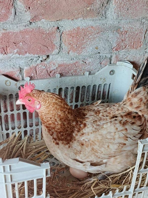 sale offer Egg laying hens total 50female and 7 male 9