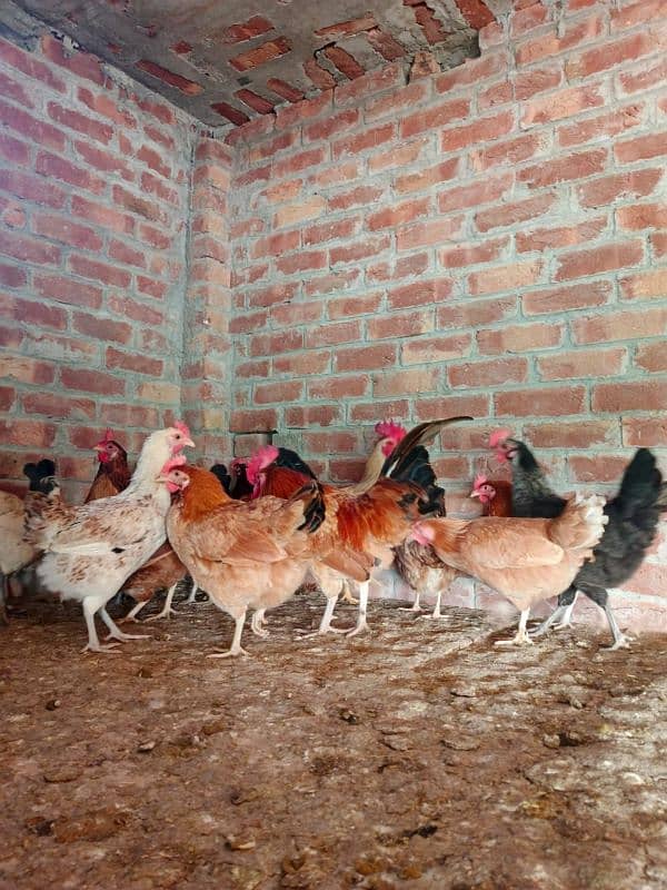 sale offer Egg laying hens total 50female and 7 male 1