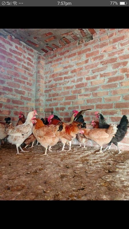 sale offer Egg laying hens total 50female and 7 male 4