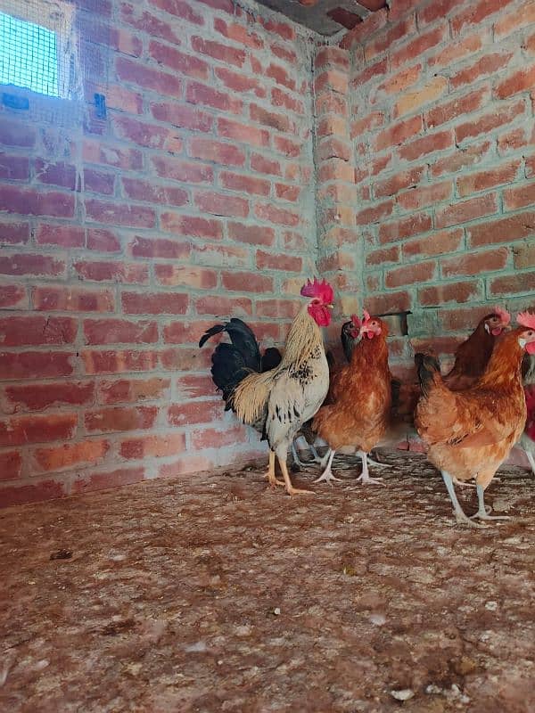 sale offer Egg laying hens total 50female and 7 male 6