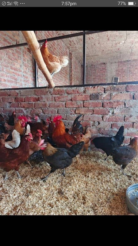 sale offer Egg laying hens total 50female and 7 male 8