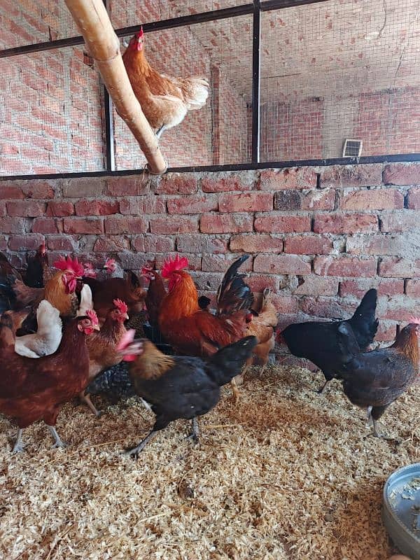 sale offer Egg laying hens total 50female and 7 male 5