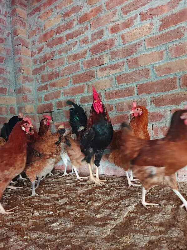 sale offer Egg laying hens total 50female and 7 male 0