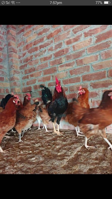 sale offer Egg laying hens total 50female and 7 male 2