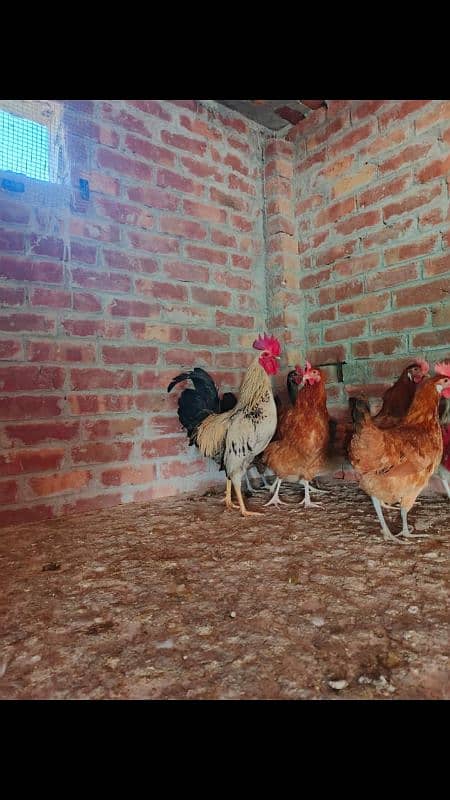 sale offer Egg laying hens total 50female and 7 male 3