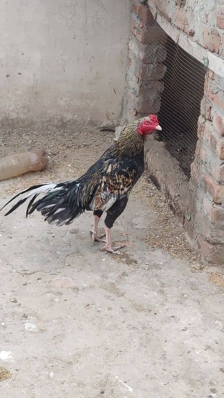 aseel hens for sale 0