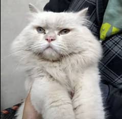 Tripple Coat Persian Cat For Breed Not For Sale