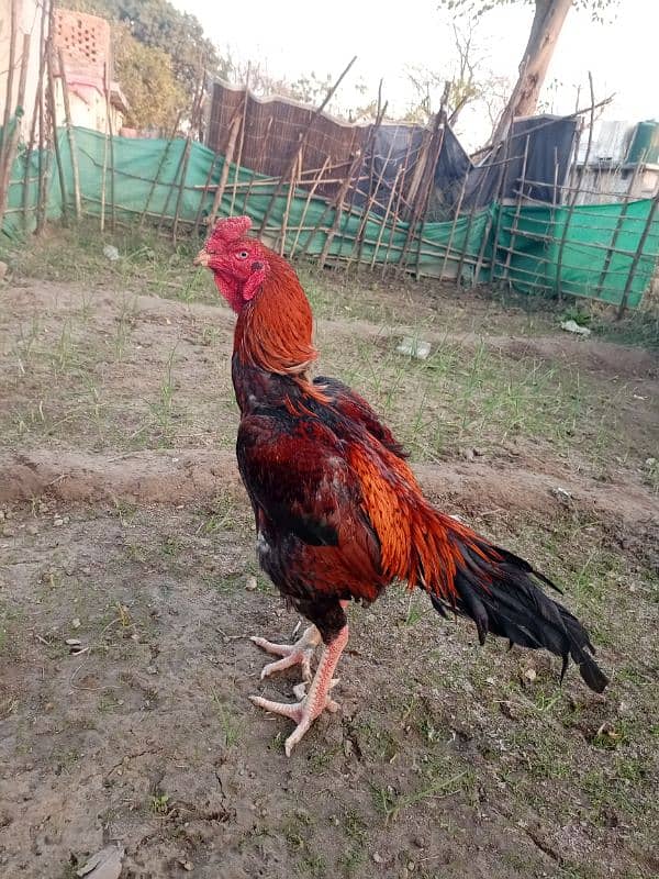 O shamo high quality brid for sale 4