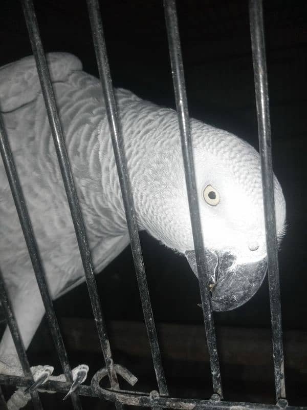 African grey female 0