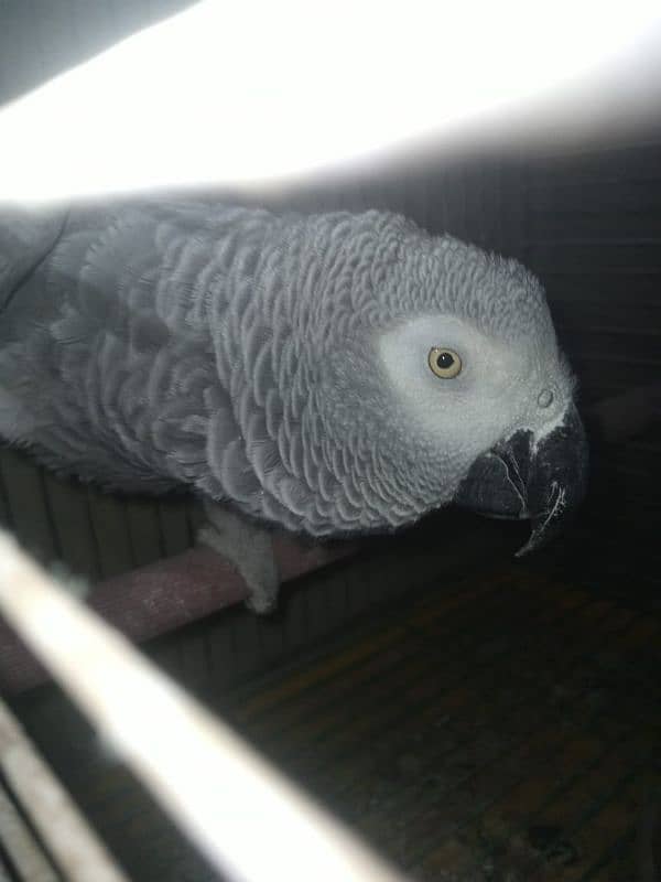 African grey female 1