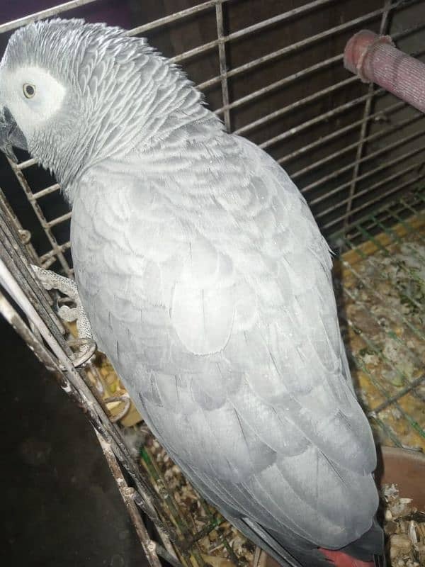 African grey female 2