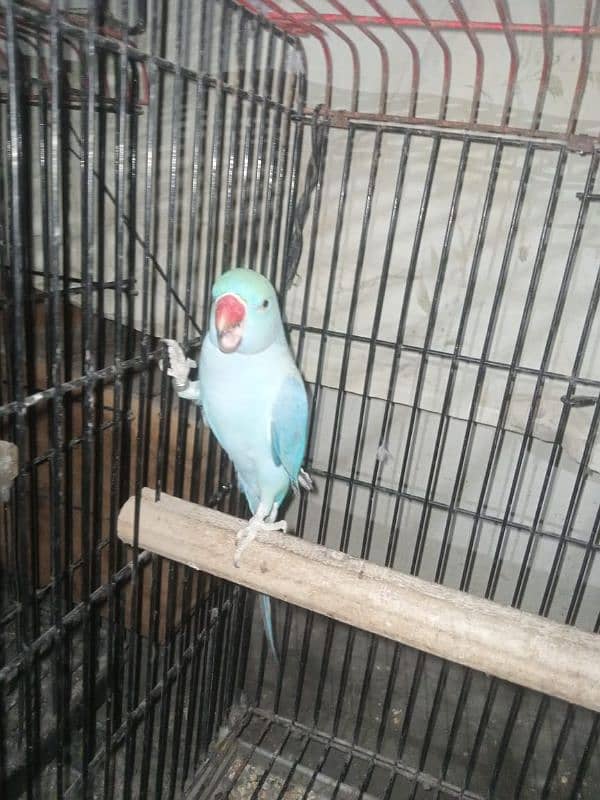 African grey female 4