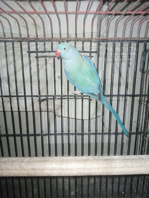 African grey female 5