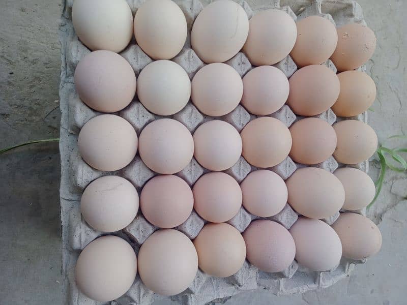 Desi eggs available fresh daily 0