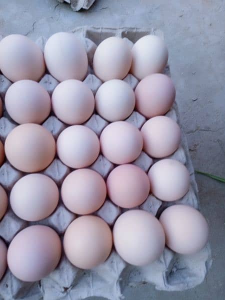 Desi eggs available fresh daily 1