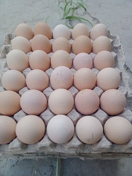 Desi eggs available fresh daily 2