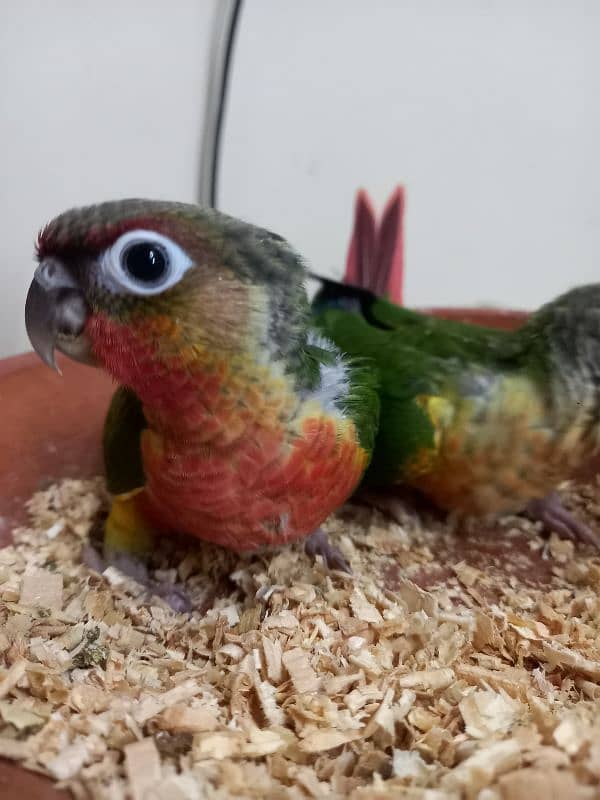 high red conure babies/chicks parrot 0