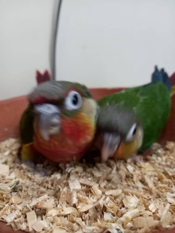 high red conure babies/chicks parrot 1