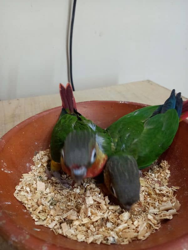 high red conure babies/chicks parrot 2