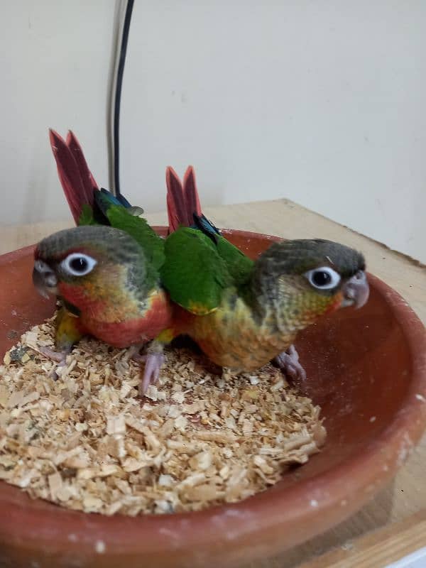 high red conure babies/chicks parrot 3