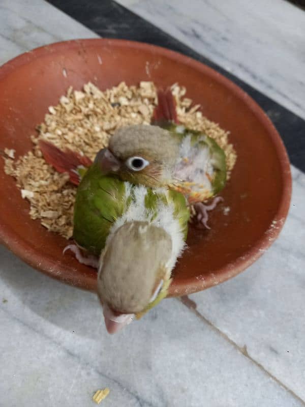 high red conure babies/chicks parrot 4