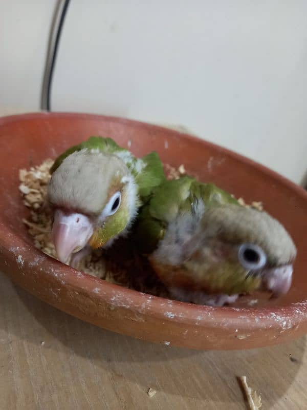 high red conure babies/chicks parrot 5