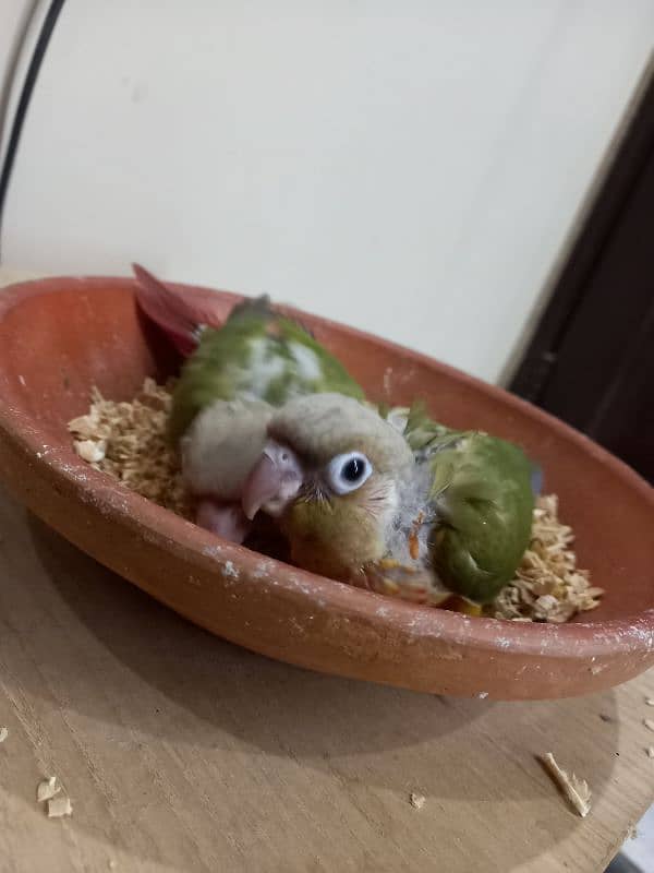 high red conure babies/chicks parrot 6