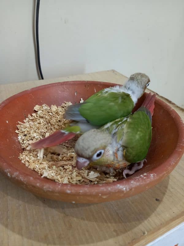 high red conure babies/chicks parrot 8