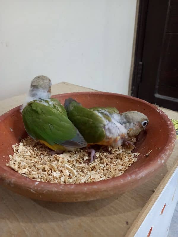 high red conure babies/chicks parrot 10