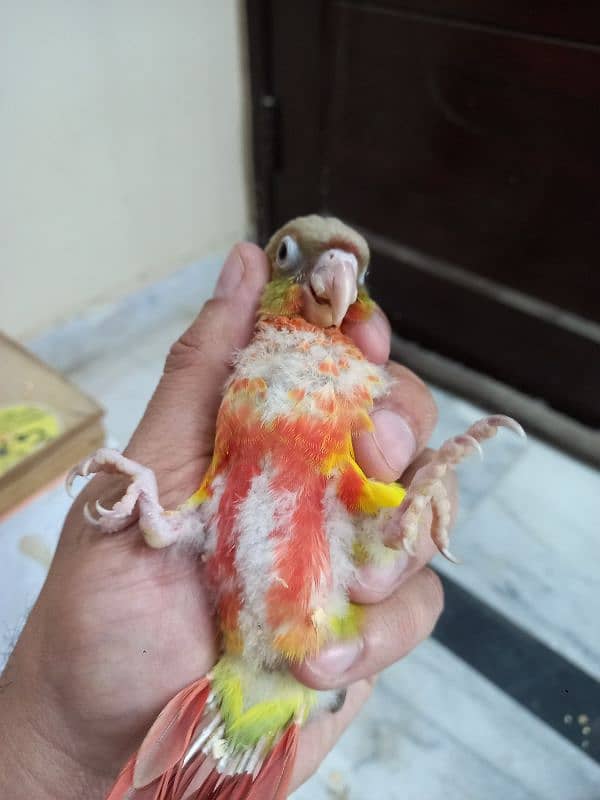 high red conure babies/chicks parrot 11