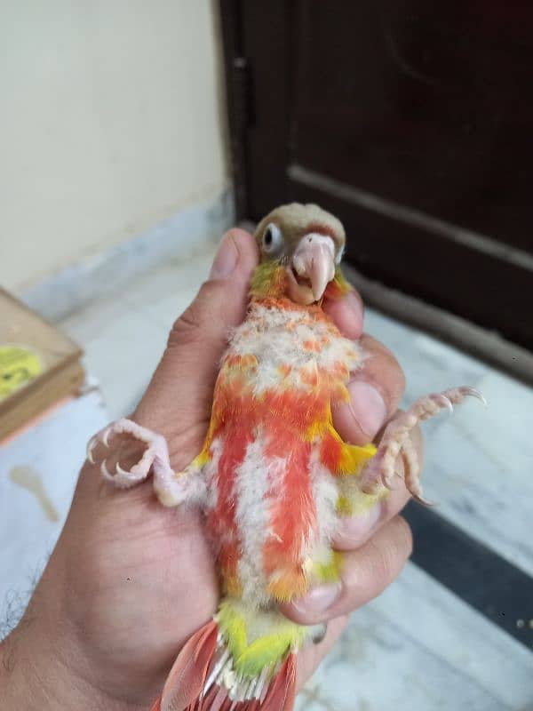 high red conure babies/chicks parrot 12