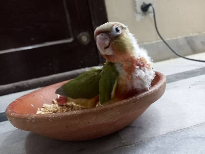 high red conure babies/chicks parrot 13