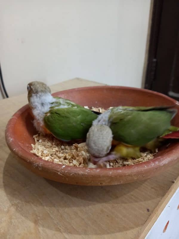 high red conure babies/chicks parrot 14