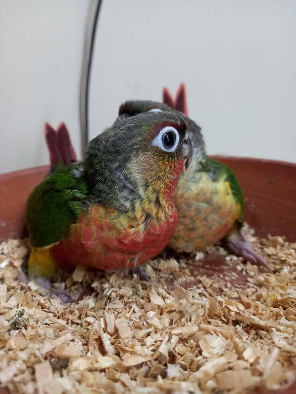 high red conure babies/chicks parrot 15