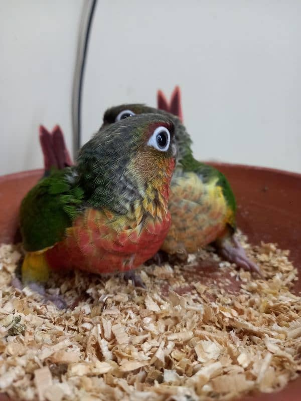 high red conure babies/chicks parrot 16